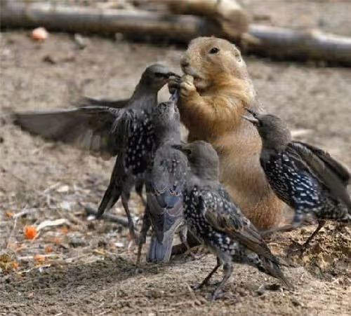 Groundhog vs Birds