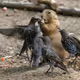 Groundhog vs Birds