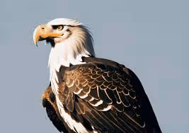 Cosette-occupational