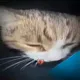 кот нассал