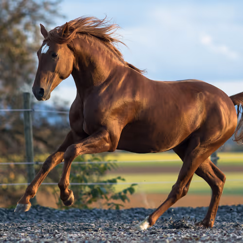 Horse