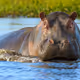 beautiful hippos