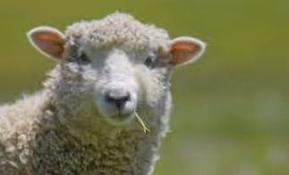 Sheep