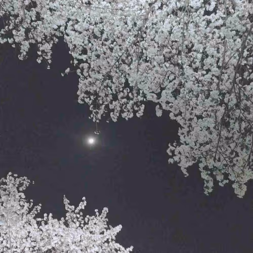 moonlight