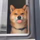 funny dog