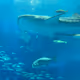 WhaleShark