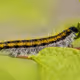 GREEN CATERPILLAR