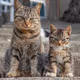 CATZZ