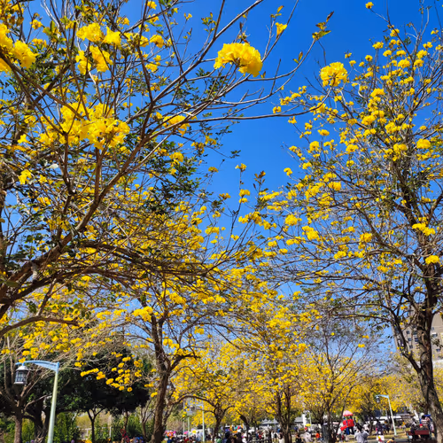 Handroanthus chrysotrichus