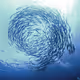 Shoal