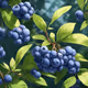 Blueberry