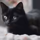 Cute black kitty