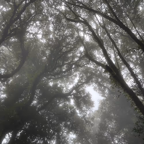 fog