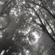 fog