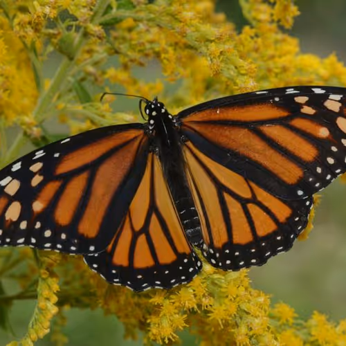 butterfly
