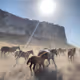 herd of horses