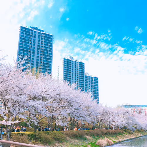 a cherry-blossom spring