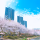 a cherry-blossom spring