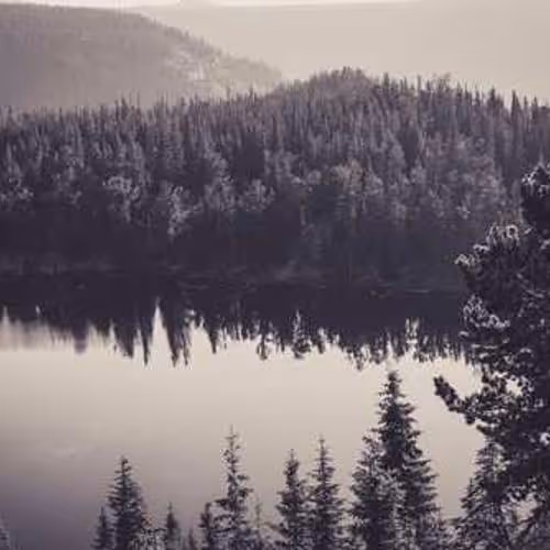 SLEEPLESS SUNKEN SNOUT