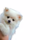 zora puppy