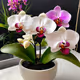 White fairy phalaenopsis