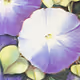 DigiFlora