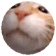 Cat Zorb