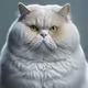 FatCat