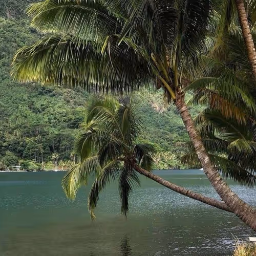 palm trees
