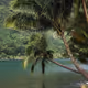 palm trees