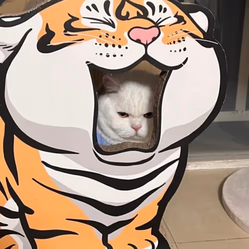 angry cat!!