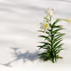 Winter Lilies