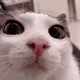 Funny Сat ^_^