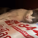 Thaicat