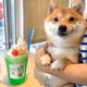 Shiba