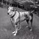 Catahoula Cool-019