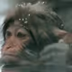 new monkeys