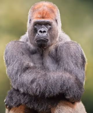 APE WAITING FOR ZORA AIRDROP