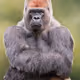 APE WAITING FOR ZORA AIRDROP