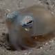 squid