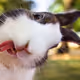 rrr
