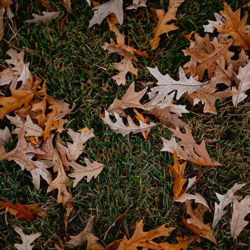 Autumn