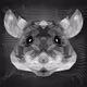 Geometric Mouse