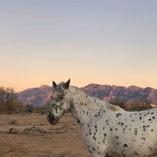 horse