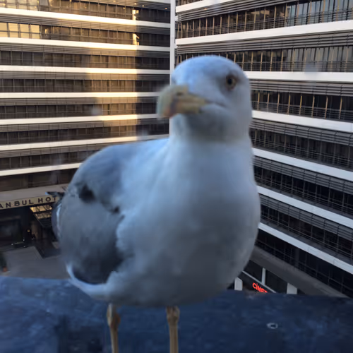 Seagull of Istanbul