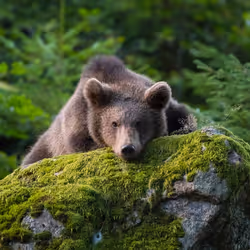 Bear