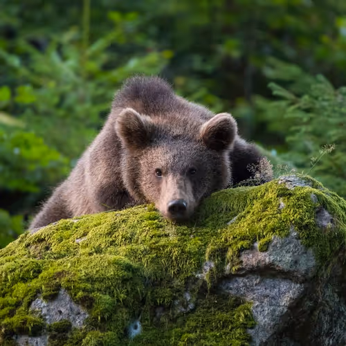 Bear