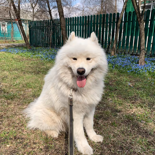 Dog
