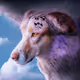Catahoula Cool-023