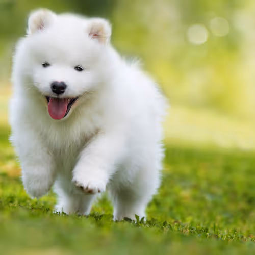 Samoyed zora moon